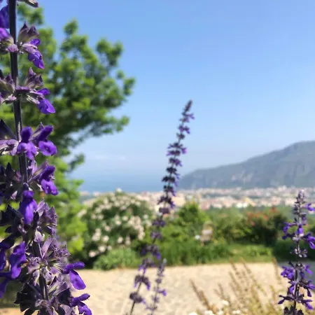 L'olivara